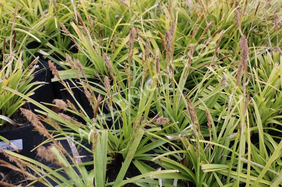 Ostřice japonská - Carex morrowii