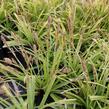 Ostřice japonská - Carex morrowii