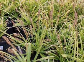 Ostřice japonská - Carex morrowii