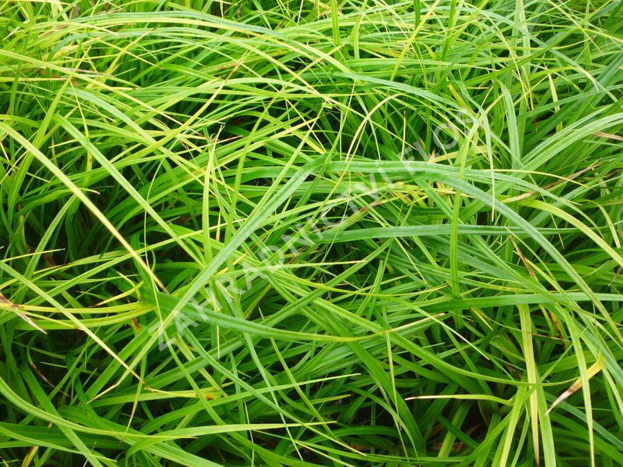 Ostřice japonská - Carex morrowii