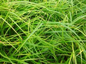 Ostřice japonská - Carex morrowii