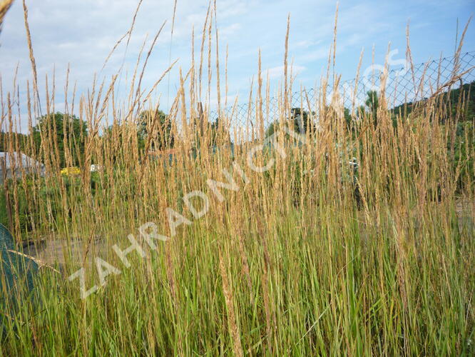 Třtina ostrokvětá 'Overdam' - Calamagrostis acutiflora 'Overdam'