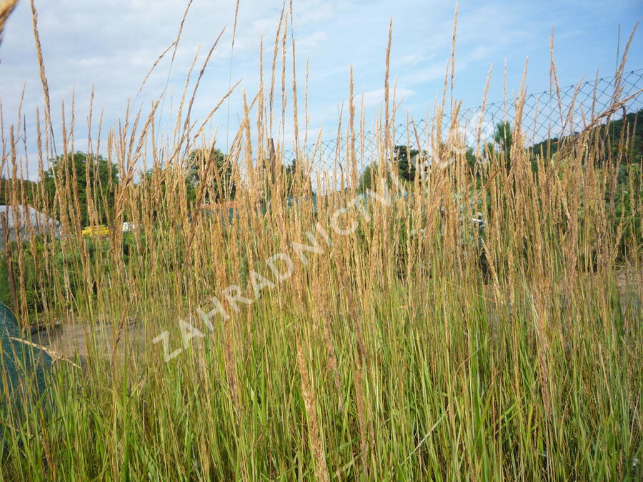 Třtina ostrokvětá 'Overdam' - Calamagrostis acutiflora 'Overdam'