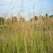 Třtina ostrokvětá 'Overdam' - Calamagrostis acutiflora 'Overdam'