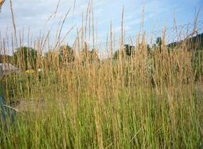 Třtina ostrokvětá 'Overdam' - Calamagrostis acutiflora 'Overdam'