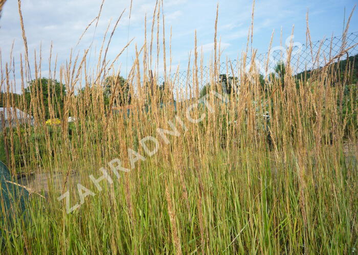 Třtina ostrokvětá 'Overdam' - Calamagrostis acutiflora 'Overdam'