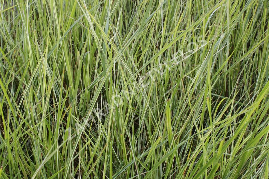 Třtina ostrokvětá 'Overdam' - Calamagrostis acutiflora 'Overdam'