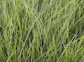 Třtina ostrokvětá 'Overdam' - Calamagrostis acutiflora 'Overdam'