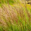 Třtina ostrokvětá 'Overdam' - Calamagrostis acutiflora 'Overdam'