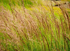 Třtina ostrokvětá 'Overdam' - Calamagrostis acutiflora 'Overdam'