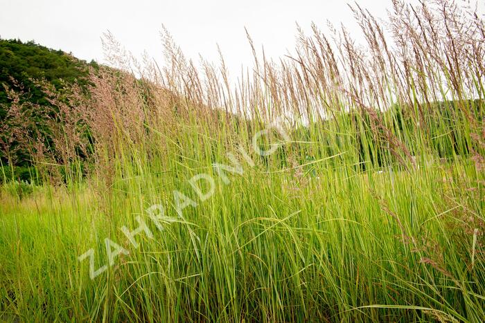 Třtina ostrokvětá 'Overdam' - Calamagrostis acutiflora 'Overdam'