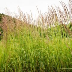 Třtina ostrokvětá 'Overdam' - Calamagrostis acutiflora 'Overdam'