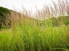 Třtina ostrokvětá 'Overdam' - Calamagrostis acutiflora 'Overdam'