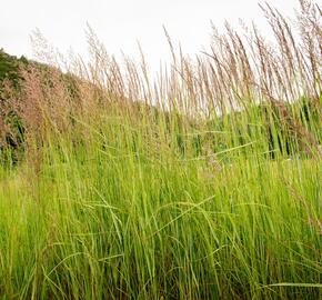 Třtina ostrokvětá 'Overdam' - Calamagrostis acutiflora 'Overdam'