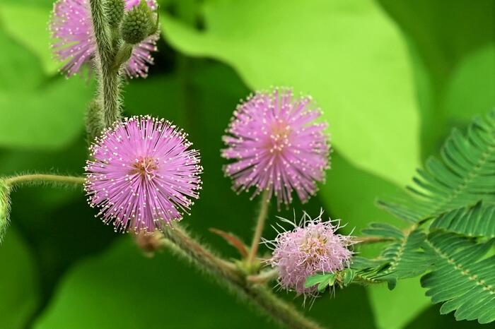 Citlivka stydlivá 'Sensitive' - Mimosa pudica 'Sensitive'