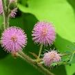 Citlivka stydlivá 'Sensitive' - Mimosa pudica 'Sensitive'