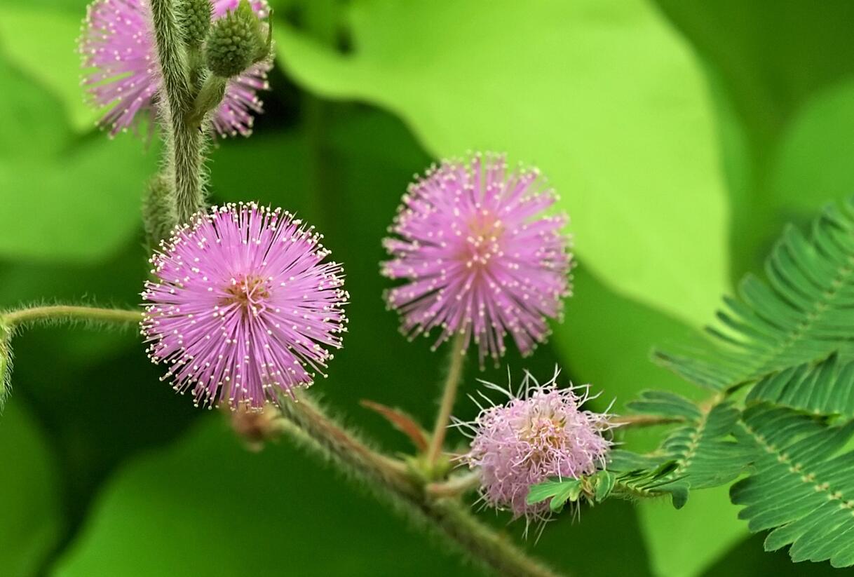Citlivka stydlivá 'Sensitive' - Mimosa pudica 'Sensitive'