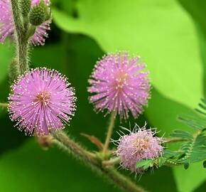 Citlivka stydlivá 'Sensitive' - Mimosa pudica 'Sensitive'