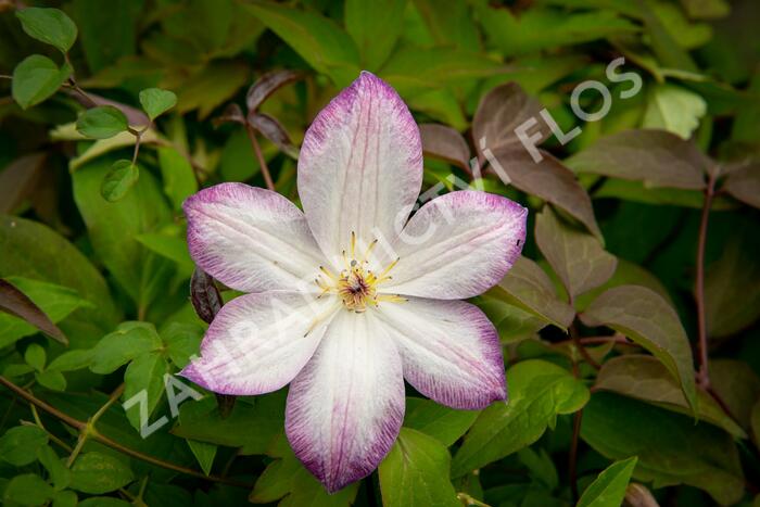 Plamének 'Königskind' PBR - Clematis 'Königskind' PBR