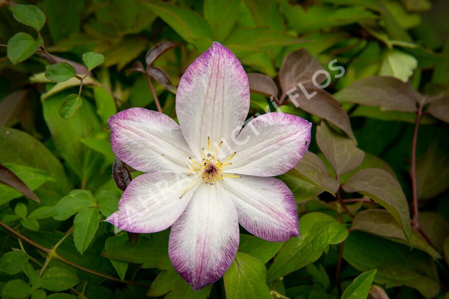 Plamének 'Königskind' PBR - Clematis 'Königskind' PBR