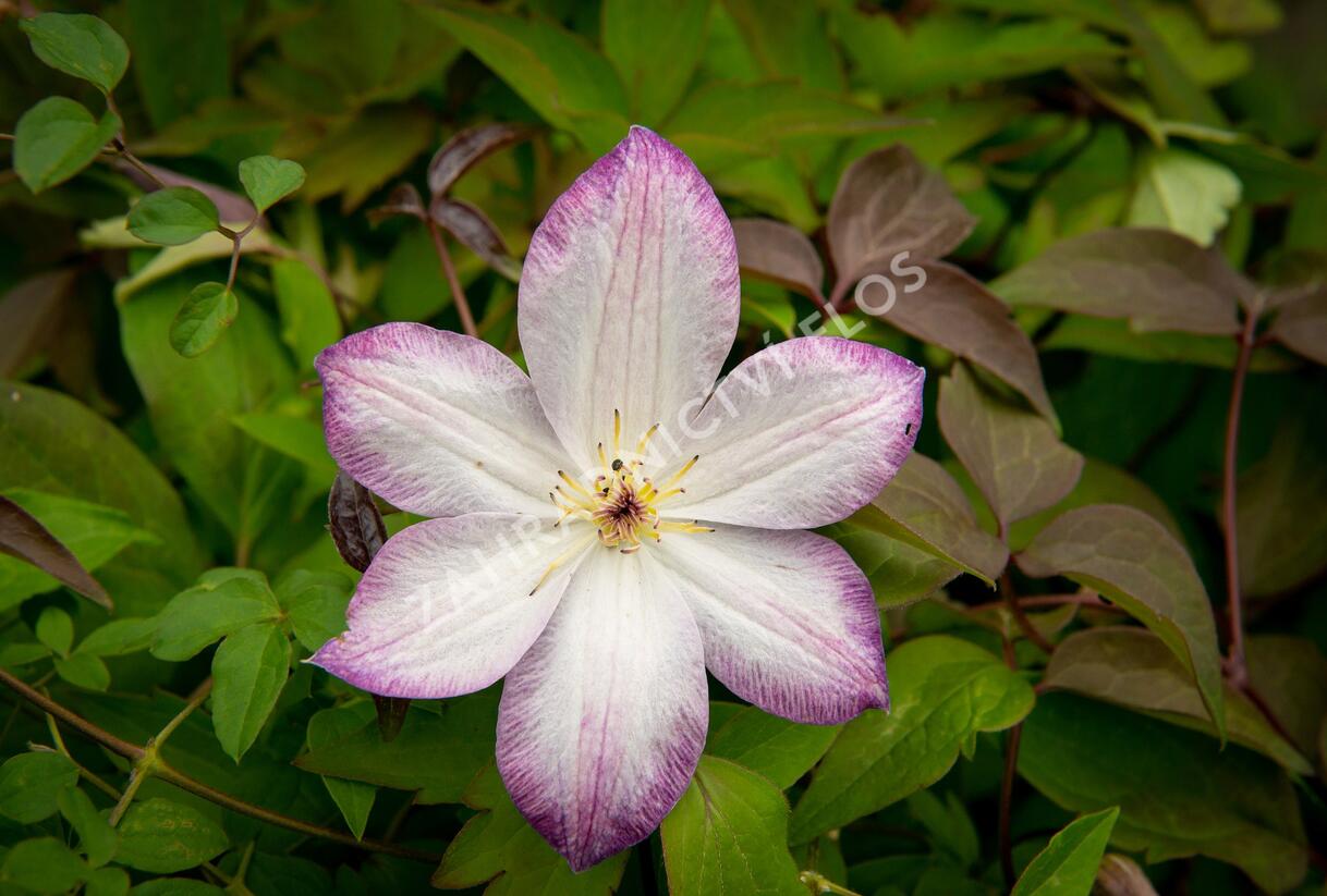 Plamének 'Königskind' PBR - Clematis 'Königskind' PBR