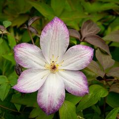 Plamének 'Königskind' PBR - Clematis 'Königskind' PBR
