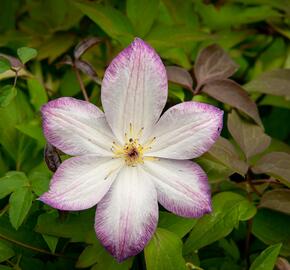 Plamének 'Königskind' PBR - Clematis 'Königskind' PBR