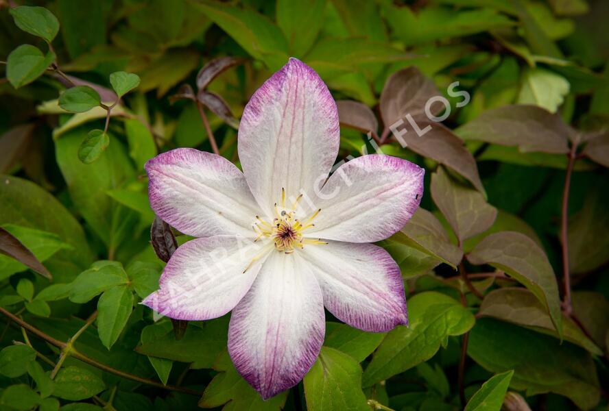 Plamének 'Königskind' PBR - Clematis 'Königskind' PBR