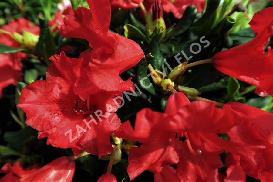 Pěnišník 'Baden-Baden' - Rhododendron (R) 'Baden-Baden'