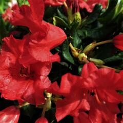 Pěnišník 'Baden-Baden' - Rhododendron (R) 'Baden-Baden'