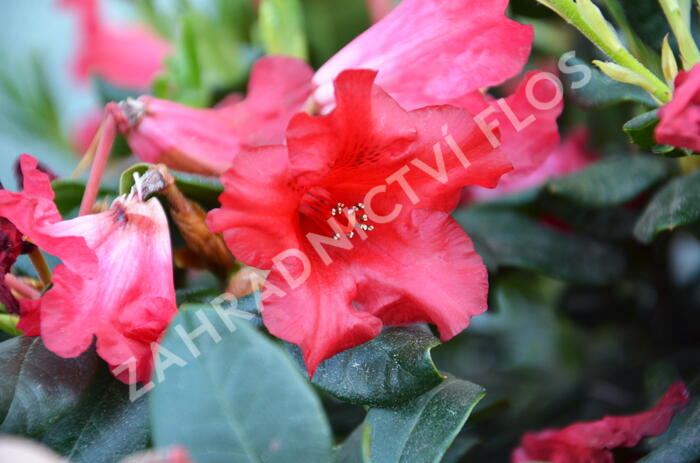 Pěnišník 'Baden-Baden' - Rhododendron (R) 'Baden-Baden'