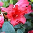 Pěnišník 'Baden-Baden' - Rhododendron (R) 'Baden-Baden'