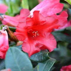 Pěnišník 'Baden-Baden' - Rhododendron (R) 'Baden-Baden'