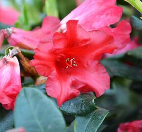 Pěnišník 'Baden-Baden' - Rhododendron (R) 'Baden-Baden'
