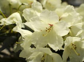 Pěnišník 'Flava' - Rhododendron (Y) 'Flava'