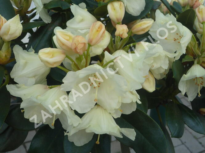 Pěnišník 'Flava' - Rhododendron (Y) 'Flava'