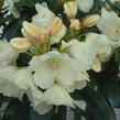 Pěnišník 'Flava' - Rhododendron (Y) 'Flava'