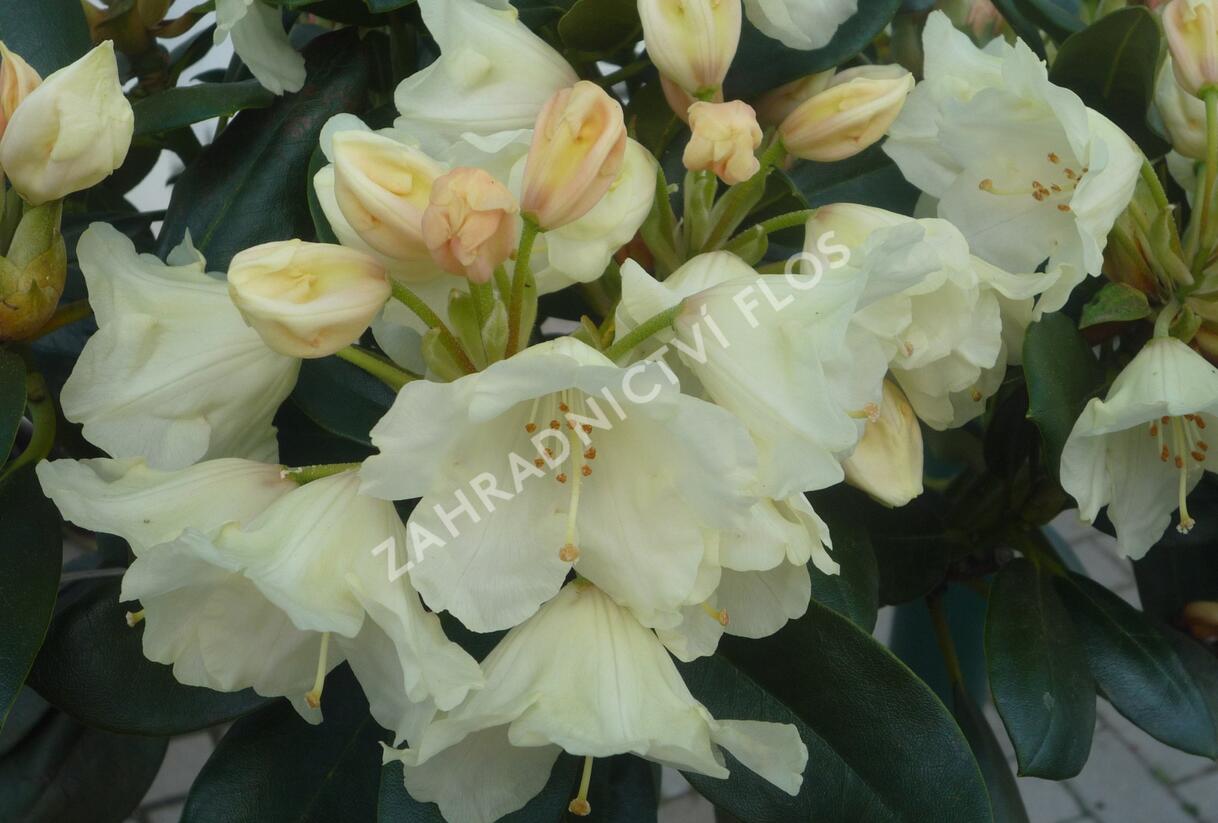 Pěnišník 'Flava' - Rhododendron (Y) 'Flava'