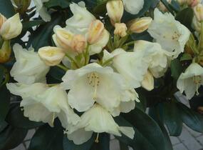 Pěnišník 'Flava' - Rhododendron (Y) 'Flava'