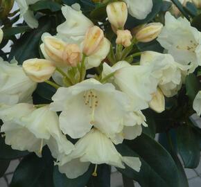 Pěnišník 'Flava' - Rhododendron (Y) 'Flava'