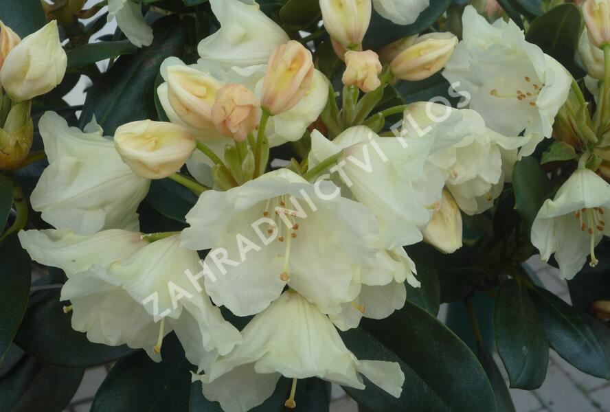 Pěnišník 'Flava' - Rhododendron (Y) 'Flava'