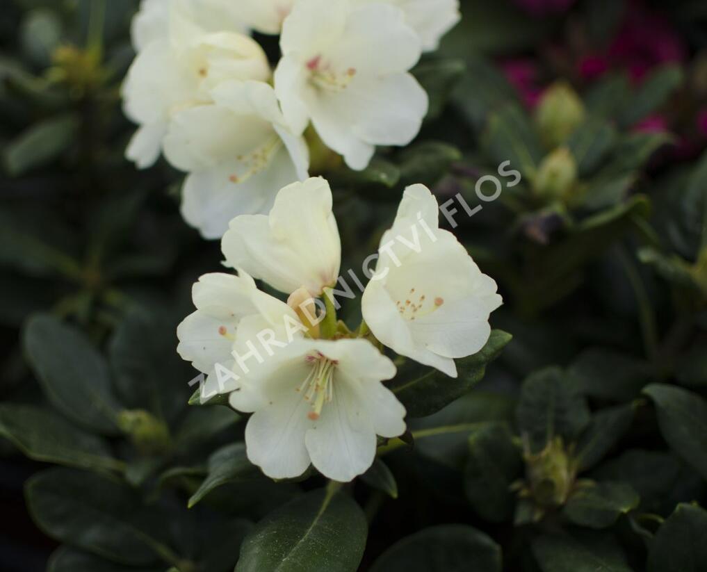 rhododendron soir de paris Soir de Paris