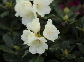 Pěnišník 'Flava' - Rhododendron (Y) 'Flava'