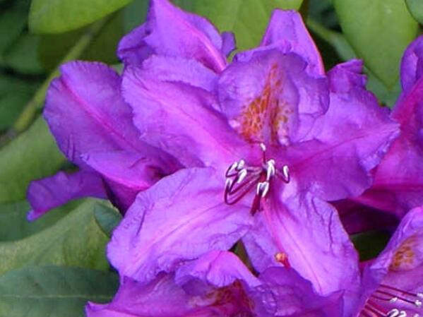 Pěnišník 'Lee's Dark Purple' - Rhododendron (T) 'Lee's Dark Purple'