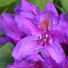 Pěnišník 'Lee's Dark Purple' - Rhododendron (T) 'Lee's Dark Purple'