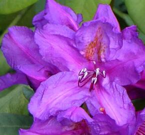 Pěnišník 'Lee's Dark Purple' - Rhododendron (T) 'Lee's Dark Purple'