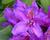 Pěnišník 'Lee's Dark Purple'