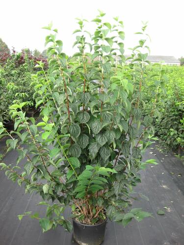 Pustoryl věncový - Philadelphus coronarius