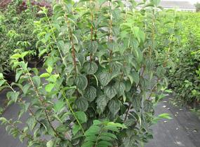 Pustoryl věncový - Philadelphus coronarius