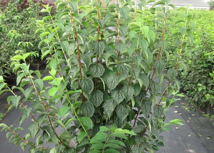 Pustoryl věncový - Philadelphus coronarius